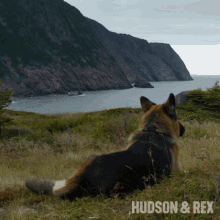 Dog Waiting Rex GIF - Dog Waiting Rex Hudson And Rex GIFs