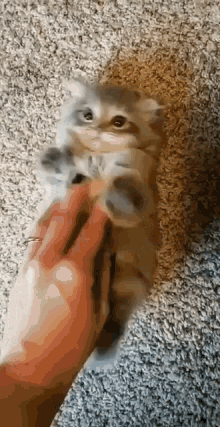 kedi.gif