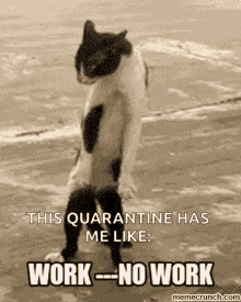 Quarantine Kitten GIF - Quarantine Kitten Work GIFs