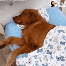 Funny Animals Sleeping Dogs GIF - Funny Animals Sleeping Dogs Cute GIFs