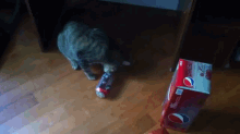 Why Soda Is Bad For You GIF - Cat Can Soda GIFs
