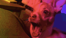 Dog Shocked GIF - Dog Shocked Pet GIFs