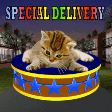 Special Delivery Special Love GIF - Special Delivery Special Love Floating Cat GIFs