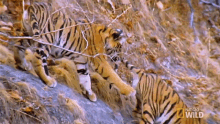 I Got Your Tail Meet The Tiger Family GIF - I Got Your Tail Meet The Tiger Family Nat Geo Wild GIFs
