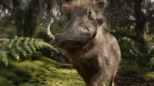 The Lion King Timon And Pumbaa GIF - The Lion King Timon And Pumbaa Timon GIFs