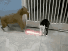 Cat Fight Lightsaber GIF - Cat Fight Lightsaber Fight GIFs