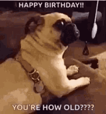 Happy Birthday Pug GIF - Happy Birthday Pug GIFs