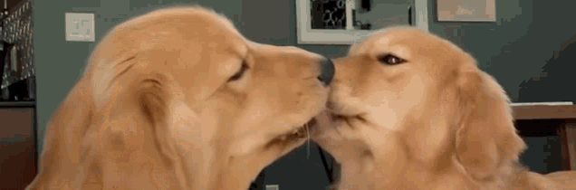 Dog Tucker Kiss Lick Peanut Butter Tongue Cute Adorable GIF - Dog Tucker Kiss Lick Peanut Butter Tongue Cute Adorable GIFs