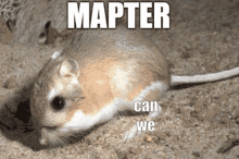Mapter Can We GIF - Mapter Can We Mouse GIFs
