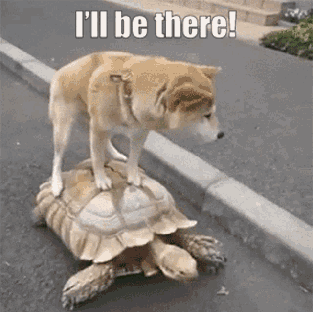 Ill Be There Turtle GIF - Ill Be There Turtle Dog GIFs