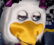 shook duck