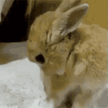 нюхать кролик нос ну-ка мило GIF - Smell Sniff Bunny GIFs