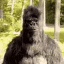 Gorilla Thumbs Up GIF - Gorilla Thumbs Up Yes GIFs
