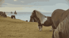 pony haters like a boss chill haters gonna hate