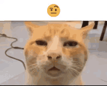 Confused Cat Me Looking For Who Asked GIF - Confused Cat Me Looking For Who Asked Looking For Who Asked GIFs