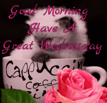Cat Day Good Morning GIF - Cat Day Good Morning Wednesday GIFs
