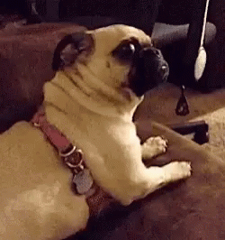Funny Animals Pug GIF - Funny Animals Pug Reaction GIFs