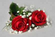 Lovely Reds Red Roses GIF - Lovely Reds Red Roses Love Rose GIFs