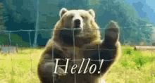Hello Bear GIF - Hello Bear GIFs