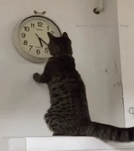 cat-changing-the-clock-changing-the-time