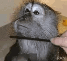 Monkey Comb GIF - Monkey Comb Sass GIFs