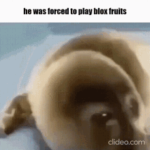 he was forced to play blox fruits