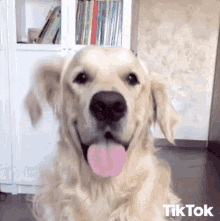 Cute Dog Doggo GIF - Cute Dog Doggo Sweet Dog GIFs