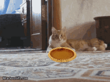 Pie Pumpkin GIF - Pie Pumpkin Thanksgiving GIFs