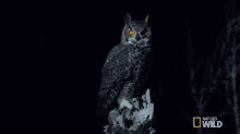 im watching you great horned owl on the hunt ive my eyes on you i can see you big eyes
