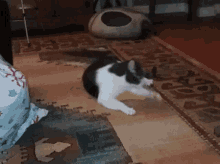Spinning Catnip GIF - Spinning Catnip Cat GIFs