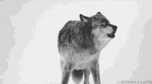 Wolf Howl GIF - Wolf Howl Calling GIFs