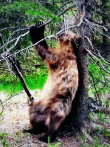 Beardance Inthewoods GIF - Beardance Inthewoods Bears GIFs