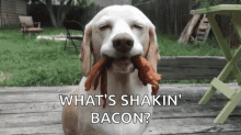 Sid Bacon GIF - Sid Bacon I Did Not Steal Your Food GIFs