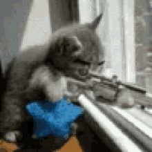 Cats Sniper GIF - Cats Sniper Gun GIFs