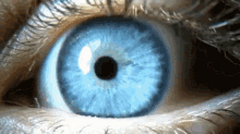 Blue Eye Blink GIF - Blue Eye Eye Blink GIFs