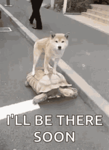 Be There Soon Omw GIF - Be There Soon Omw Dog GIFs