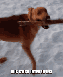Big Stick Intensifies Dog GIF - Big Stick Intensifies Intensifies Dog GIFs