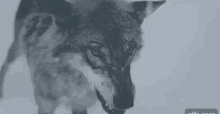 Ringhio Ringhiare Arrabbiato Rabbia Non Ti Sopporto Ti Odio Urlare Urlo Strillo Orso GIF - Growl Rawr Wolf GIFs