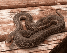 Snake Cute GIF - Snake Cute Tongue GIFs
