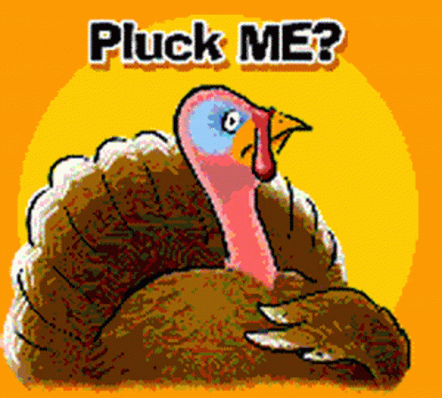 Thanksgiving Week,feast,funny,Thanksgiving,Pluck Me,Pluck You,Happy Thanksg...