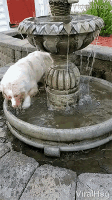 cooling off in water fountain so hot out beating the heat going in circles dog