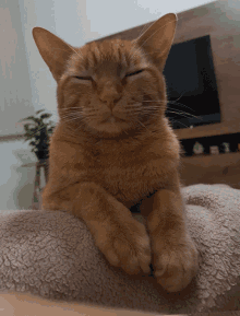 Kiro Kirothecat GIF - Kiro Kirothecat Cats GIFs