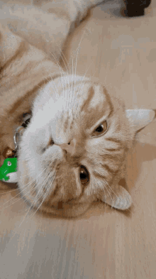 Funny Cat Cats GIF - Funny Cat Cats Meow GIFs