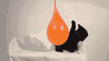 cat burst water balloon wet