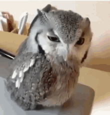 Owl Stare GIF - Owl Stare GIFs