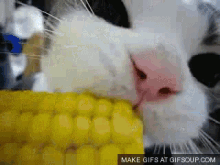 Cat With Corn GIF - Cat Cute Cat Cat Eating Corn GIFs