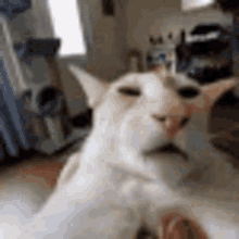 A gif of an oriental shorthair looking at a camera