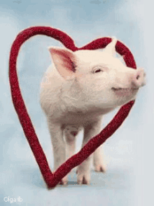 Pig Hearts GIF - Pig Hearts Love GIFs