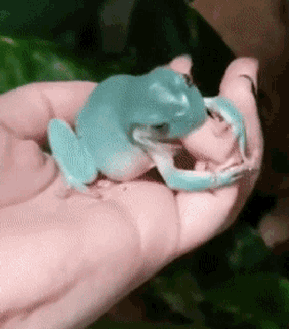frog-frogs.gif