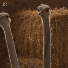 Ostrich Friends GIF - Ostrich Friends GIFs